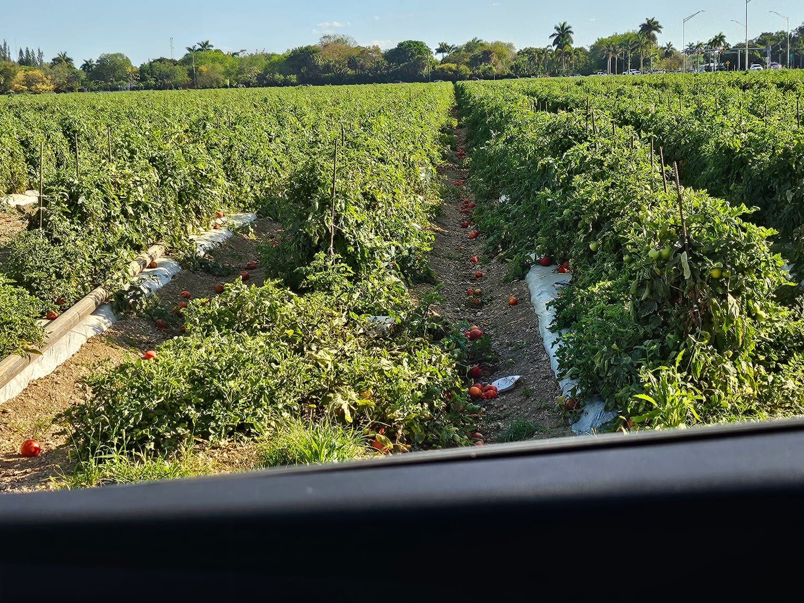 Terrakili SARL Gains 48,000-Hectare Agricultural Concession in Kasai