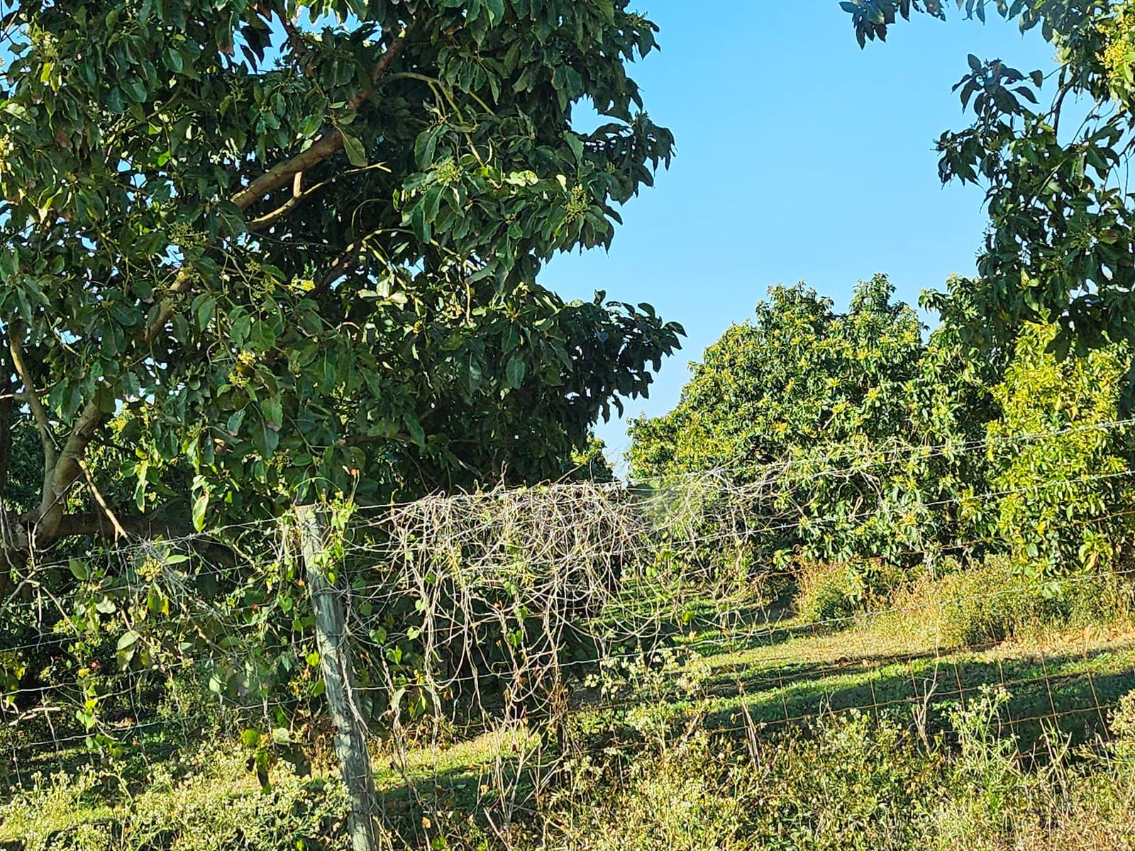 Mweka Agri-Project site