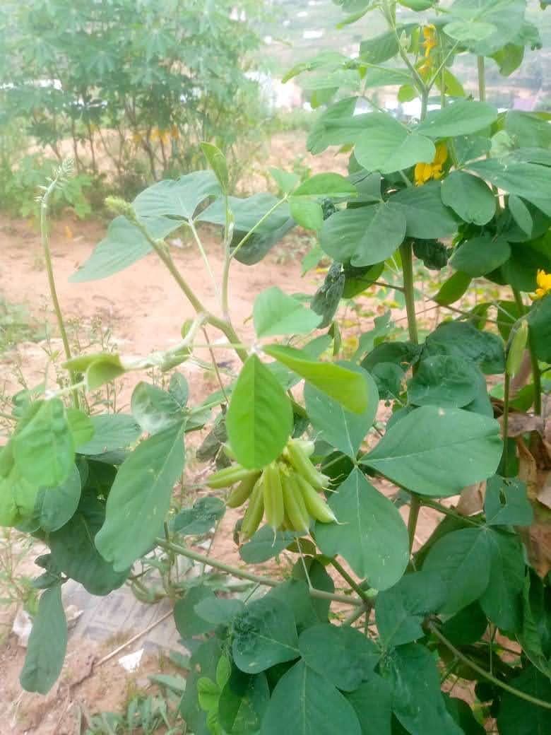 Mweka Agri-Project site