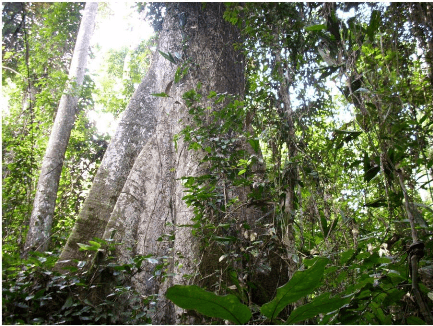 Forest species and concession view